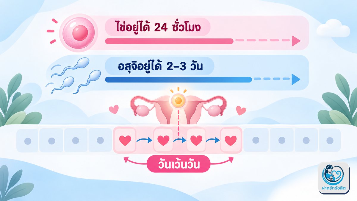 ขั้นที่ 3: วางแผนช่วงไข่สุกให้ได้ผล